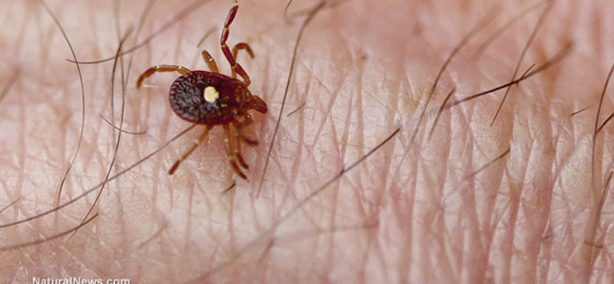 How to rid the body of Lyme disease naturally