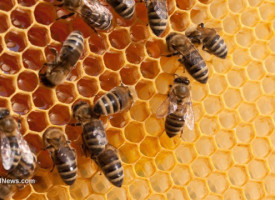 How Monsanto's GMOs and glyphosate are killing off honeybees and leading to global ecological collapse