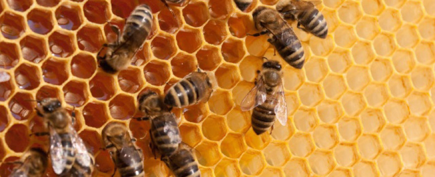 How Monsanto's GMOs and glyphosate are killing off honeybees and leading to global ecological collapse