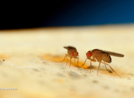 Biotech corporation withdraws application to release GM flies in Spain, but will certainly try again soon