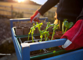 Government intensifies persecution of gardeners in attempt to criminalize self-sufficiency