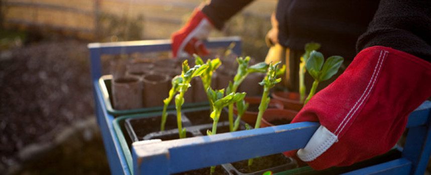 Government intensifies persecution of gardeners in attempt to criminalize self-sufficiency