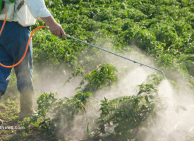 EU Food Safety Authority can't hide the names of 'experts' who change pesticide risk assessment rules, court decides