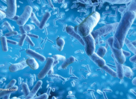 Healthy gut bacteria help prevent age-related diseases