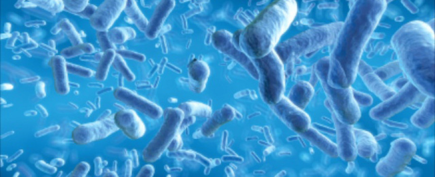 Healthy gut bacteria help prevent age-related diseases