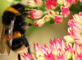 Bee-killing neonicotinoids found in 63% of streams across America