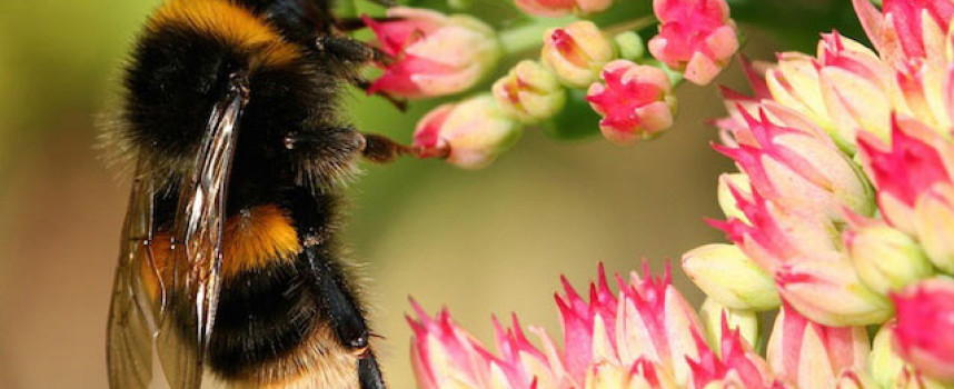 Bee-killing neonicotinoids found in 63% of streams across America