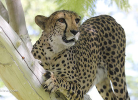 Childcare worker faces small fine for dropping her own two-year-old into cheetah exhibit – but at least she's not a kookie anti-vaxxer!