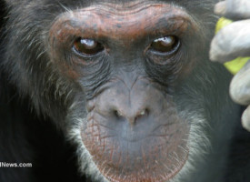 Chimps chow down on clay to detox and improve their health – here's why you should too!