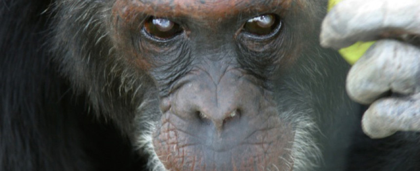 Chimps chow down on clay to detox and improve their health – here's why you should too!