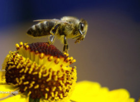 Total agrochemical domination: Nearly 100% of corn grown in America is doused with bee-killing neonicotinoid pesticides