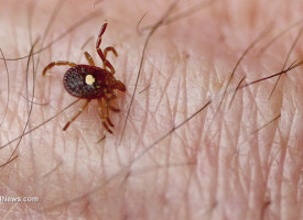 How to rid the body of Lyme disease naturally