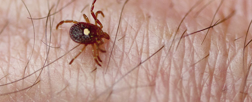 How to rid the body of Lyme disease naturally