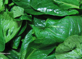 Another reason to grow your own food: Pre-washed spinach retains 90% of the bacteria that causes food poisoning