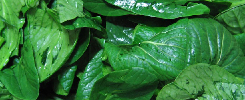 Another reason to grow your own food: Pre-washed spinach retains 90% of the bacteria that causes food poisoning