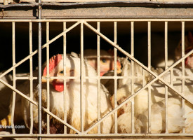 McDonald's purchased chicken from farm where workers stabbed and stomped on chickens: undercover video