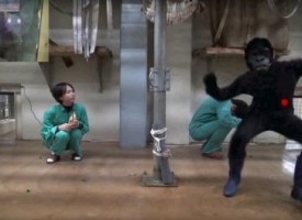 Researchers filmed themselves dressed as apes and terrorising humans, for science