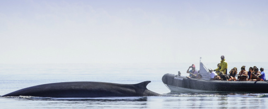 Top 5 Whale-Watching Spots in New England and Atlantic Canada