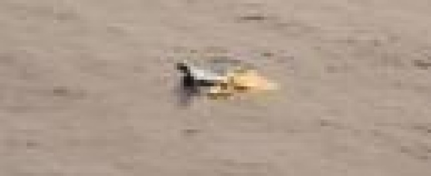 U.S. investigators begin probe into freighter's sinking