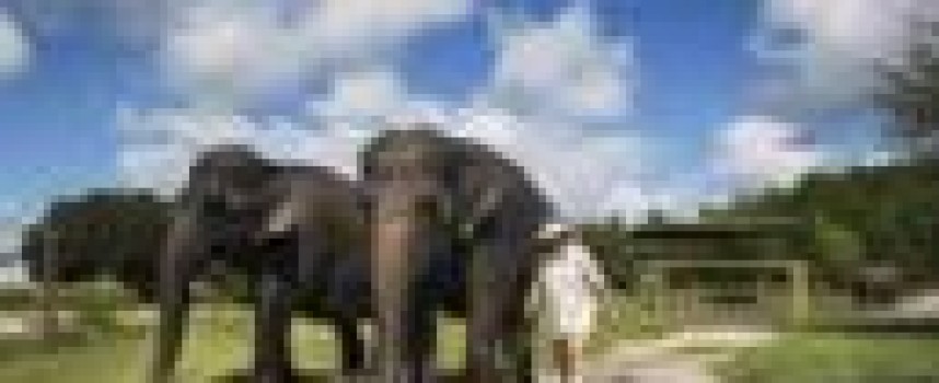 Florida circus elephants find second career in research