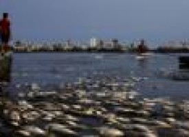 Australian sailing pressures Rio over water pollution