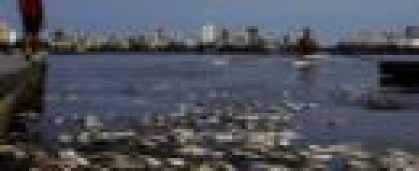 Australian sailing pressures Rio over water pollution