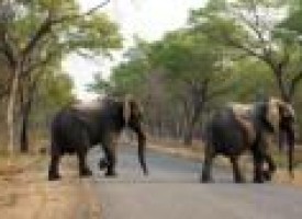 Zimbabwe: 14 elephants killed by cyanide poisoning