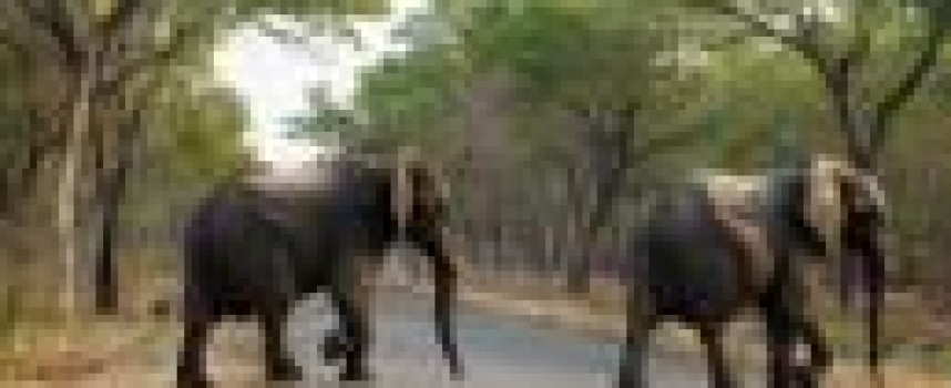 Zimbabwe: 14 elephants killed by cyanide poisoning