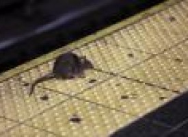 Rat race: With complaints on rise, NYC redoubles efforts