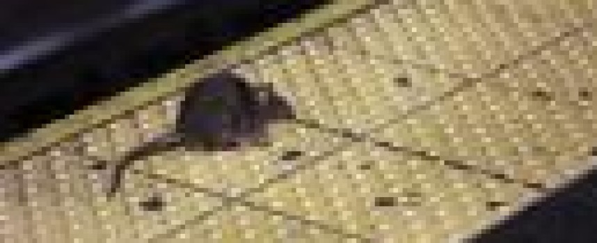 Rat race: With complaints on rise, NYC redoubles efforts