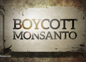 Bt cotton killing Indian farmers while Monsanto profits from seed imperialism and deadly poisons