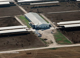 Antibiotic-resistant pathogens are now airborne, thanks to CAFO factory farms