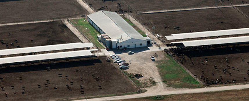 Antibiotic-resistant pathogens are now airborne, thanks to CAFO factory farms