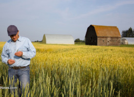 GM alfalfa slowly invades farmers' fields, threatening livelihoods and the environment