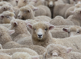 China now assigning 'citizen scores' to target dissenters and maintain sheep-like obedience among populace