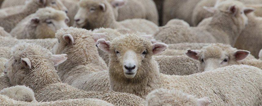 China now assigning 'citizen scores' to target dissenters and maintain sheep-like obedience among populace