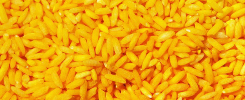 GMO Golden Rice may cause birth defects while failing to solve nutrient deficiencies