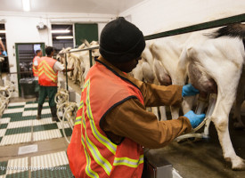 Whole Foods ends practice of selling cheese made with prison labor… but only after getting caught and exposed