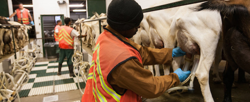 Whole Foods ends practice of selling cheese made with prison labor… but only after getting caught and exposed