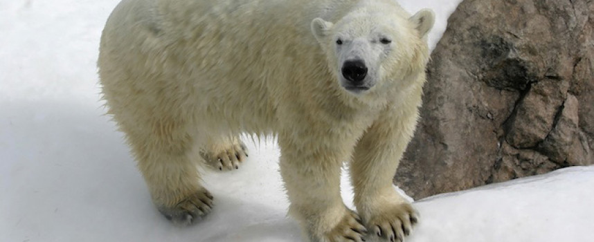 As global warming hoax collapses, pushers of counterfeit science turn to fear extremism to try to scare people into compliance