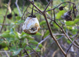 GM eggplants send Bangladesh farmers into poverty as they fail for second year in a row