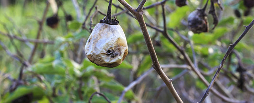 GM eggplants send Bangladesh farmers into poverty as they fail for second year in a row