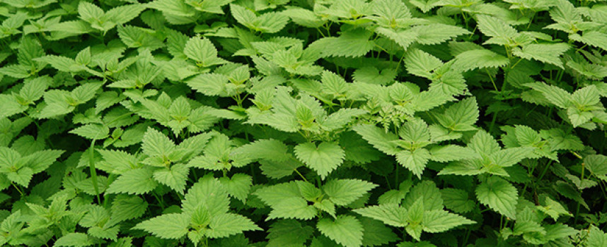 These emergency foods have helped millions survive famine