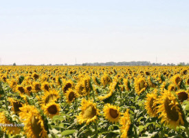 Cultivating sunflowers can brighten your life and improve your health in surprising ways