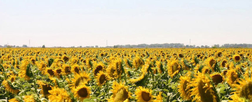 Cultivating sunflowers can brighten your life and improve your health in surprising ways