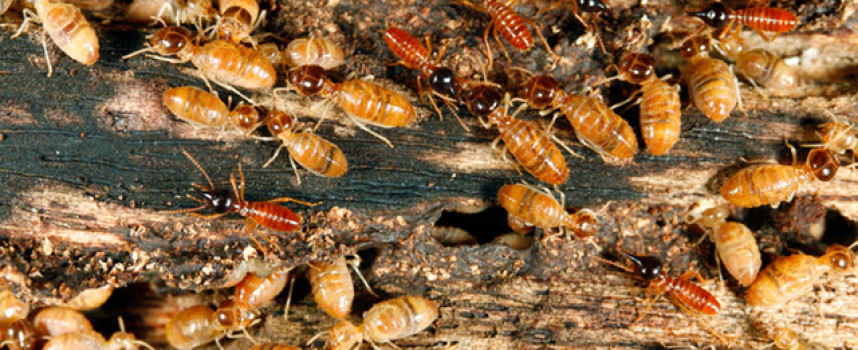 Insect fumigation chemicals paralyze boy