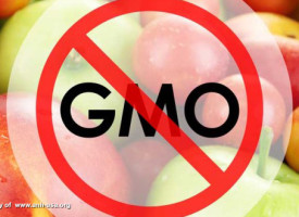 Russian government to outlaw all GMO food products to protect citizens' health