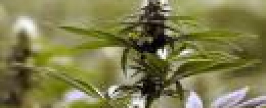 Marijuana use in US adults doubles in decade, surveys show