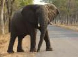 Why is elephant cancer rare? Answer might help treat humans