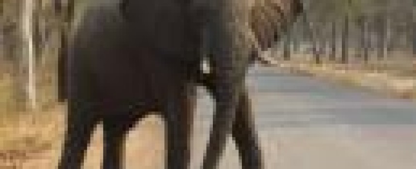 Why is elephant cancer rare? Answer might help treat humans